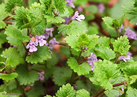 image of Glechoma hederacea, Ground Ivy, Gill-over-the-ground, Creeping Charlie