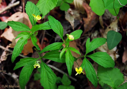 image of Viola tripartita, Threepart Violet, Three-parted Yellow Violet