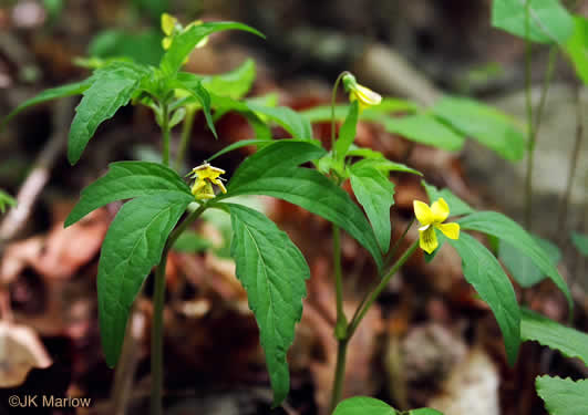 image of Viola tripartita, Threepart Violet, Three-parted Yellow Violet