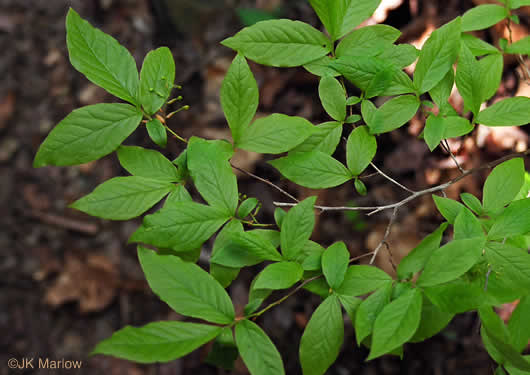 image of Gaylussacia ursina, Bear Huckleberry, Buckberry, Mountain Huckleberry, Bearberry