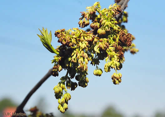 image of Fraxinus pennsylvanica, Green Ash, Red Ash