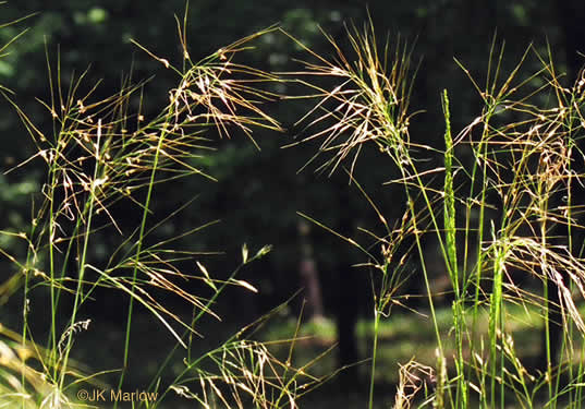 image of Piptochaetium avenaceum, Green Needlegrass, Blackseed Needlegrass, Eastern Needlegrass, Black Oatgrass