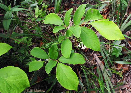 Styrax grandifolius, Bigleaf Snowbell, Bigleaf Storax, Large-leaved Storax