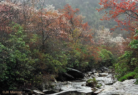 image of Amelanchier laevis, Smooth Serviceberry, Allegheny Serviceberry