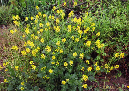 image of Barbarea verna, Early Winter-cress, Creasy