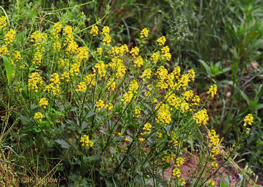 image of Barbarea verna, Early Winter-cress, Creasy