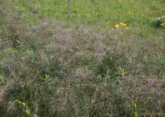 image of Piptochaetium avenaceum, Green Needlegrass, Blackseed Needlegrass, Eastern Needlegrass, Black Oatgrass