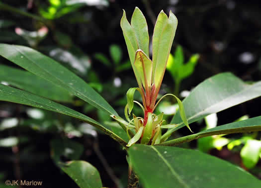 image of Rhododendron maximum, Rosebay Rhododendron, Great Laurel, White Rosebay, Great Rhododendron