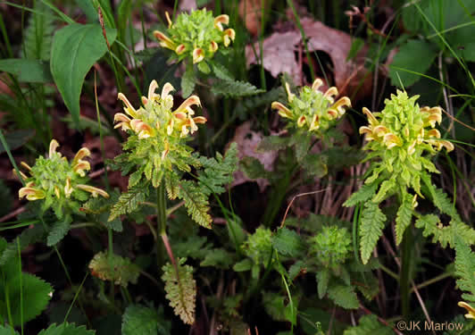 image of Pedicularis canadensis, Wood-betony, Eastern Lousewort, Fernleaf, Canadian Lousewort