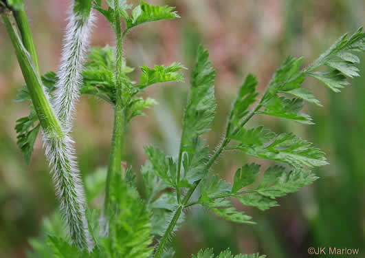 image of Daucus carota ssp. carota, Queen Anne's Lace, Wild Carrot, Bird's Nest