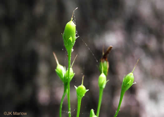 image of Primula meadia, Eastern Shooting Star