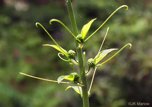 image of Smilax herbacea, Common Carrionflower, Smooth Carrionflower