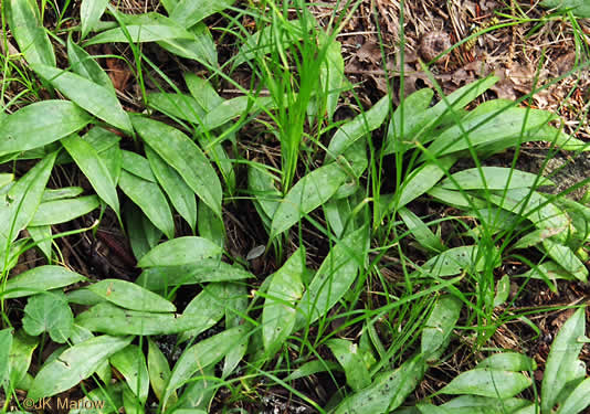 image of Erythronium umbilicatum ssp. umbilicatum, Dimpled Trout Lily, Dogtooth Violet