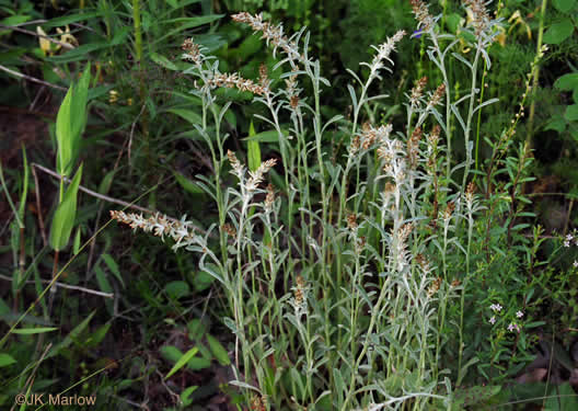 image of Gamochaeta purpurea, Spoonleaf Purple Everlasting, Purple Cudweed