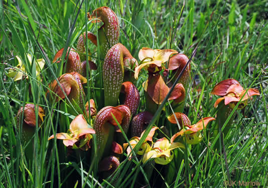 Sarracenia minor var. minor, Hooded Pitcherplant