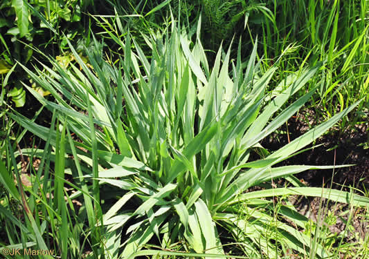 image of Eryngium yuccifolium var. yuccifolium, Northern Rattlesnake-master, Button Snakeroot