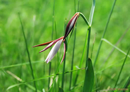 image of Cleistesiopsis divaricata, Large Dragonhead Pogonia, Rosebud Orchid, Large Spreading Pogonia