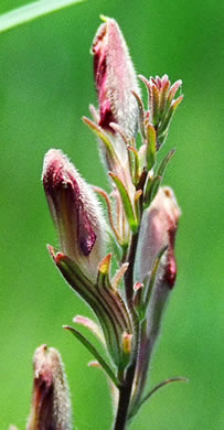 American Chaffseed