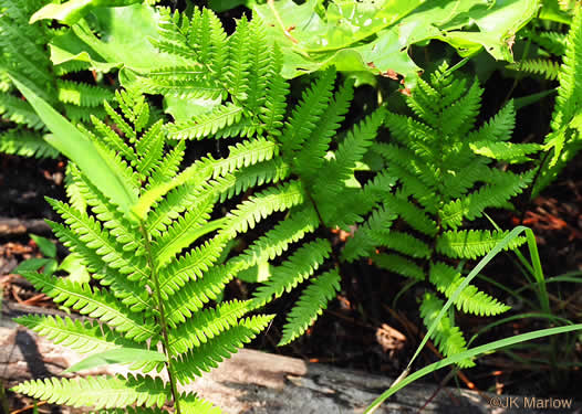 image of Anchistea virginica, Virginia Chain-fern