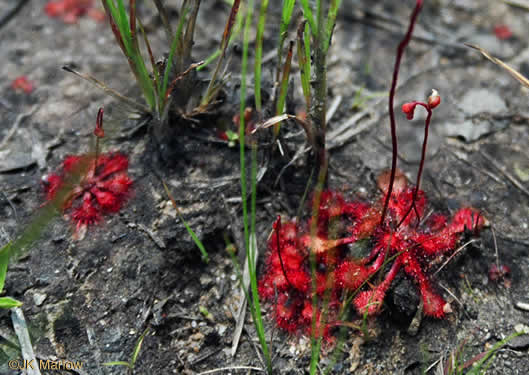 image of Drosera capillaris, Pink Sundew, Bog Sundew