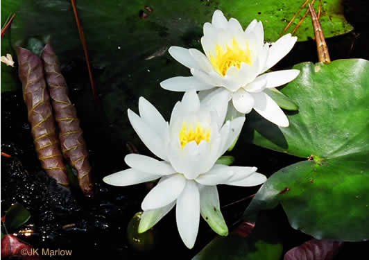 image of Nymphaea odorata ssp. odorata, Fragrant White Water-lily, American Water-lily, Sweet Water-lily, White Water-lily