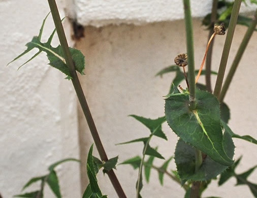 image of Sonchus oleraceus, Annual Sowthistle, Common Sowthistle