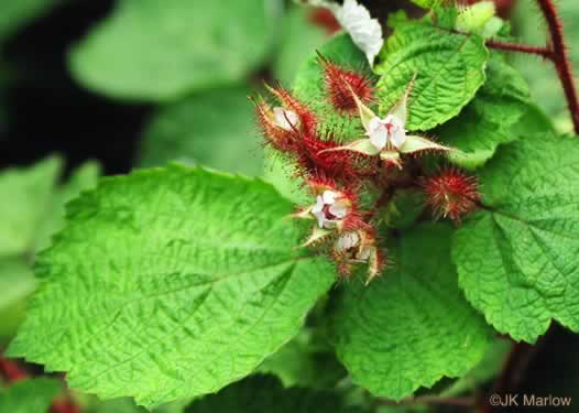 image of Rubus phoenicolasius, Wineberry, Wine Raspberry