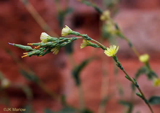 Lactuca serriola, Prickly Lettuce