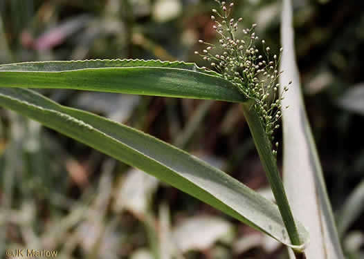 image of Dichanthelium polyanthes, Many-flowered Witchgrass, Small-fruited Witchgrass, Roundseed Witchgrass