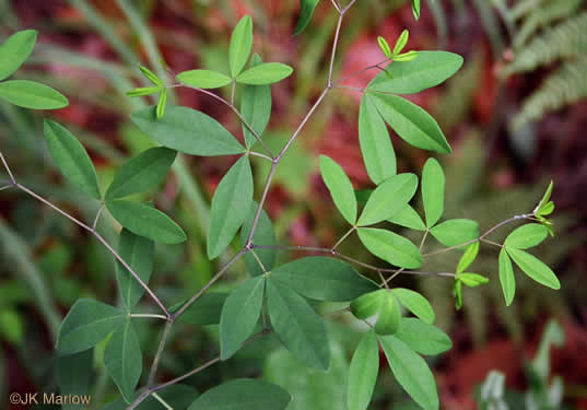 image of Baptisia albescens, Narrow-pod White Wild Indigo, Spiked Wild Indigo