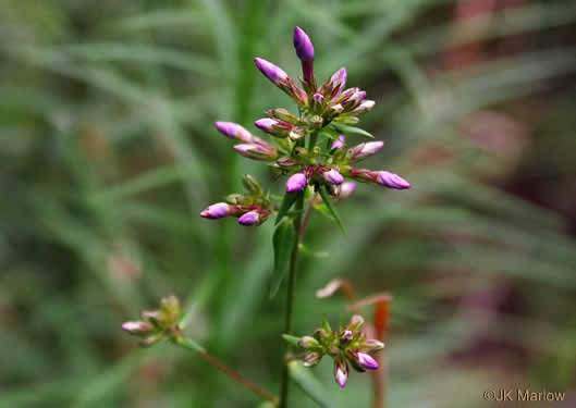 image of Phlox carolina, Carolina Phlox, Thick-leaf Phlox, Giant Phlox