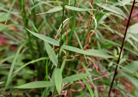 image of Phlox carolina, Carolina Phlox, Thick-leaf Phlox, Giant Phlox