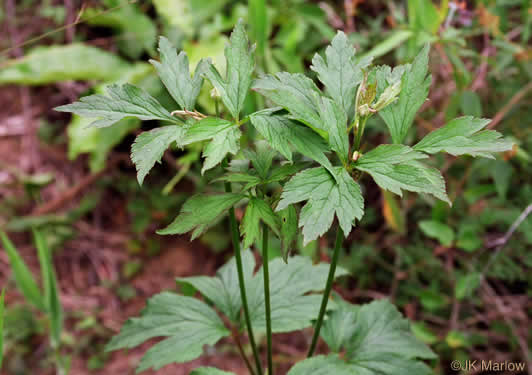 image of Anemone virginiana var. virginiana, Thimbleweed, Tall Thimbleweed, Tall Anemone