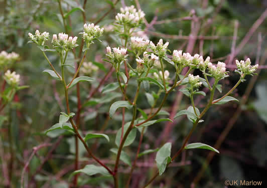 image of Sericocarpus caespitosus, Toothed Whitetop Aster