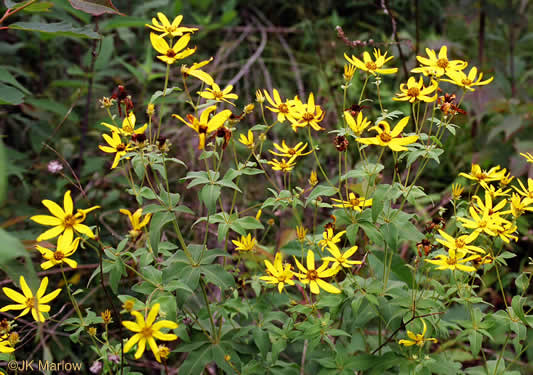 image of Coreopsis major var. major, Whorled Coreopsis, Woodland Coreopsis