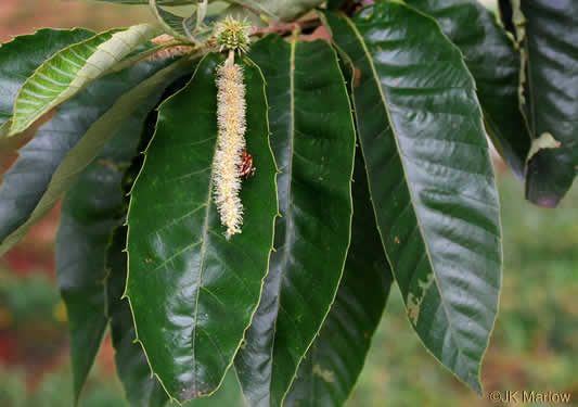 image of Castanea mollissima, Chinese Chestnut