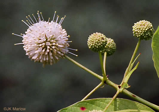 image of Cephalanthus occidentalis, Buttonbush