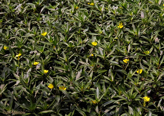 image of Ludwigia grandiflora, Showy Water-primrose, Large-flower Water-primrose