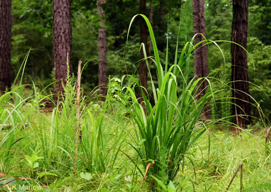 image of Tripsacum dactyloides var. dactyloides, Gama Grass, Eastern Gamagrass