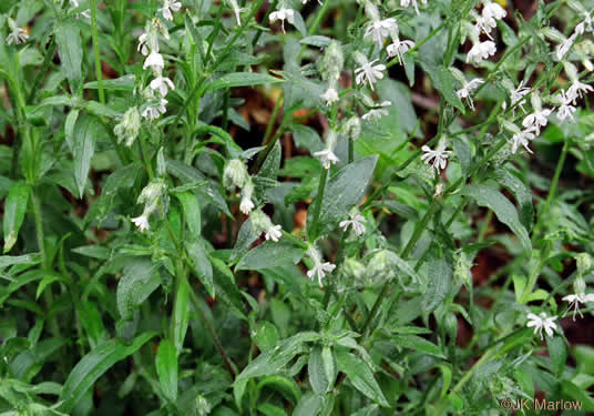 image of Silene dichotoma ssp. dichotoma, Forked Catchfly