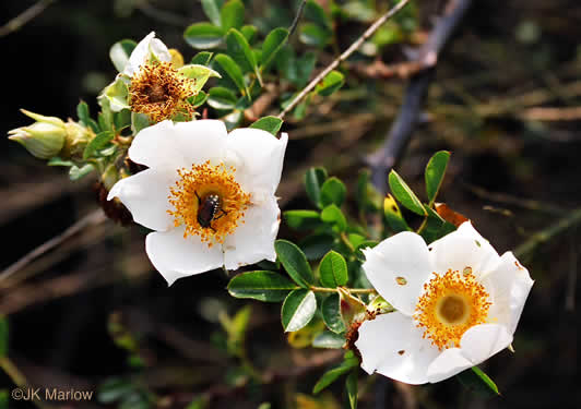 image of Rosa bracteata, McCartney Rose, Chickasaw Rose