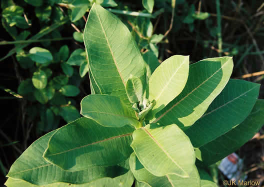 image of Asclepias syriaca, Common Milkweed