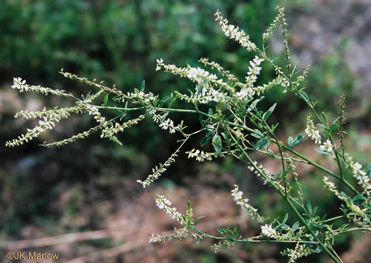 image of Melilotus albus, White Sweetclover, White Melilot