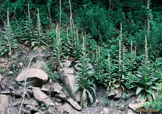 image of Verbascum thapsus ssp. thapsus, Woolly Mullein, Common Mullein, Flannel-plant, Velvet-plant