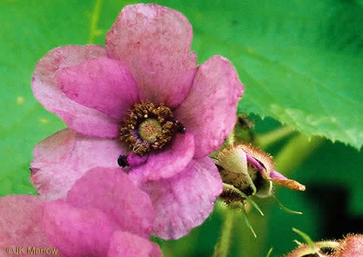 image of Rubacer odoratum, Purple Flowering-raspberry, Thimbleberry, Eastern Mapleleaf-raspberry