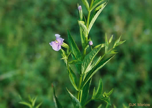 image of Mimulus ringens var. ringens, Allegheny Monkeyflower, Square-stemmed Monkeyflower