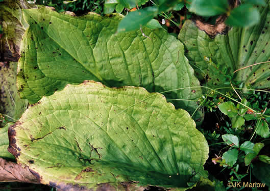 image of Symplocarpus foetidus, Skunk Cabbage