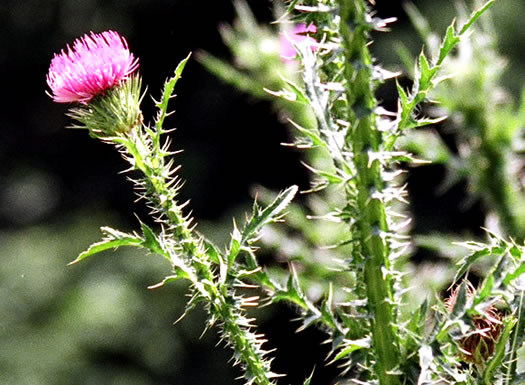 involucral bracts