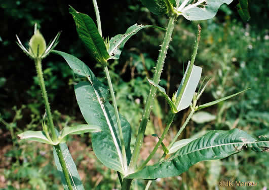 image of Dipsacus fullonum, Wild Teasel, Common Teasel