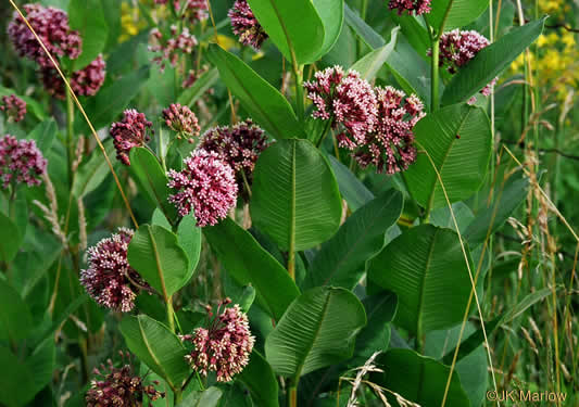 image of Asclepias syriaca, Common Milkweed